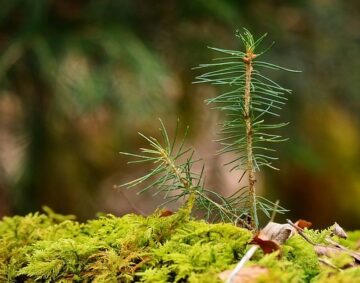 growth-1221720_640