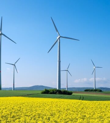 Rapeseed and windwheels